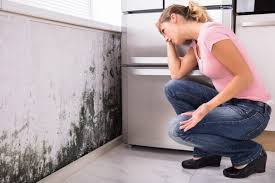 Best Commercial Mold Inspection in USA